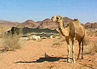 camel